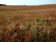 Anthericum ramosum