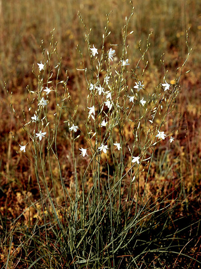 Anthericum ramosum