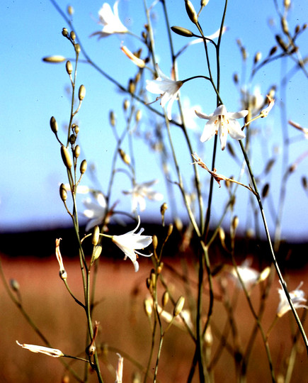 Anthericum ramosum