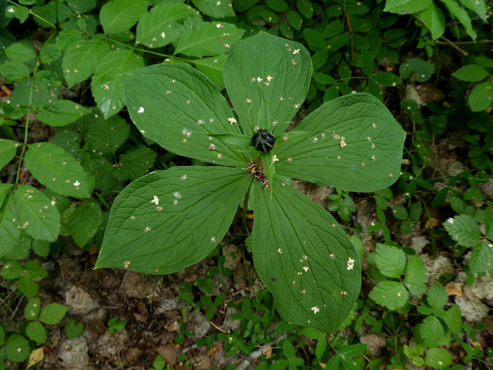 Paris quadrifolia