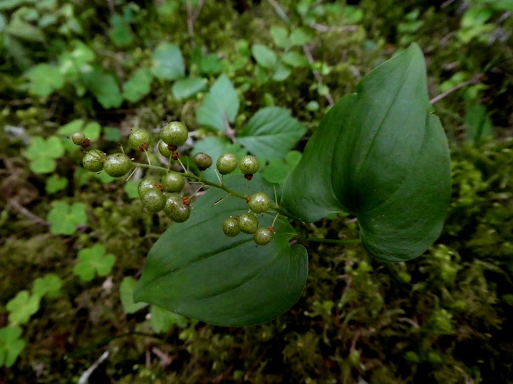 Maianthemum bifolium