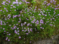 Allium schoenoprasum