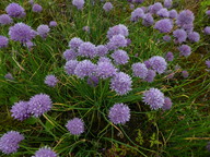 Allium schoenoprasum