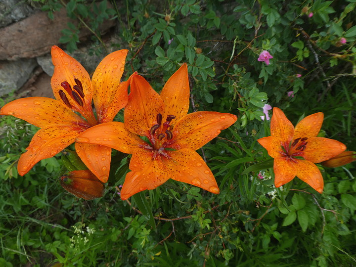 Lilium bulbiferum