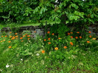 Lilium bulbiferum