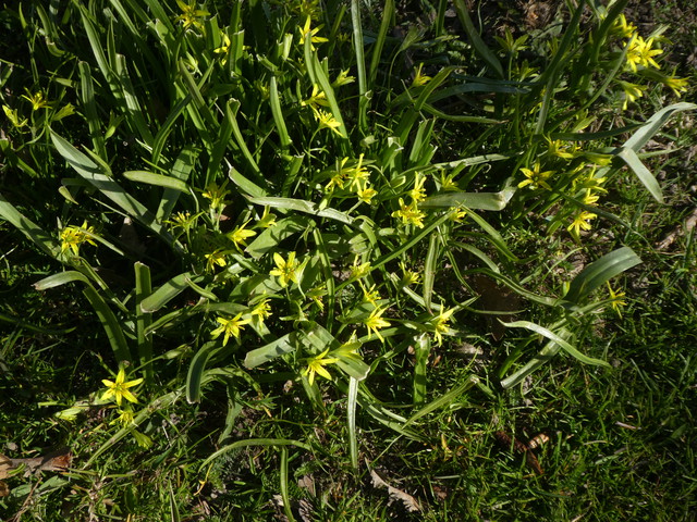 Gagea lutea