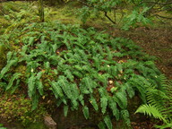 Polypodium vulgare