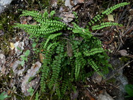 Asplenium trichomanes