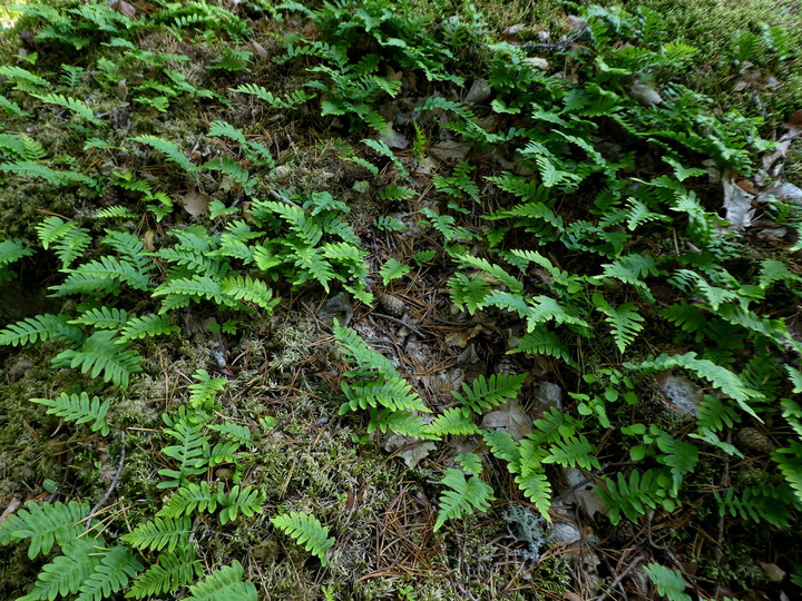 Polypodium vulgare