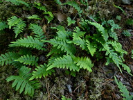 Polypodium vulgare