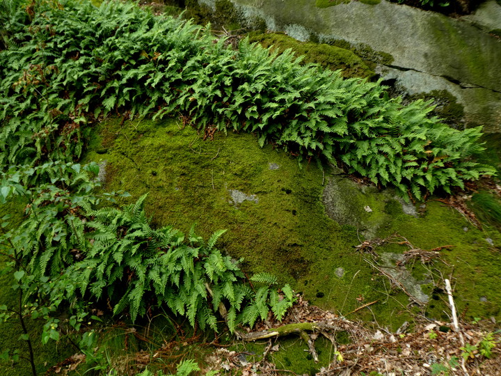 Polypodium vulgare