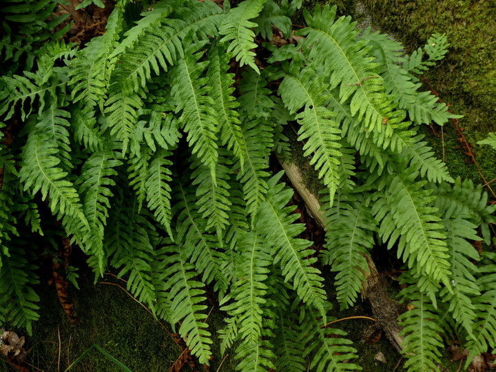 Polypodium vulgare