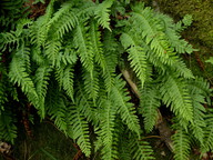 Polypodium vulgare