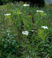 Chaerophyllum bulbosum ssp. bulbosum