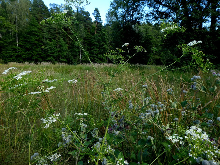 Chaerophyllum bulbosum ssp. bulbosum