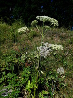 Angelica sylvestris