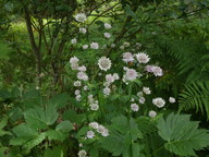 Astrantia major