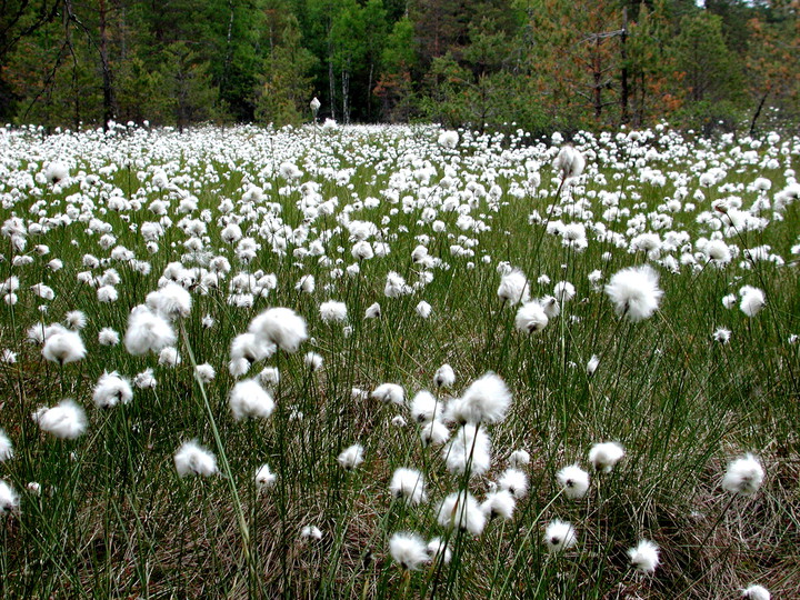 Eriophorum vaginatum