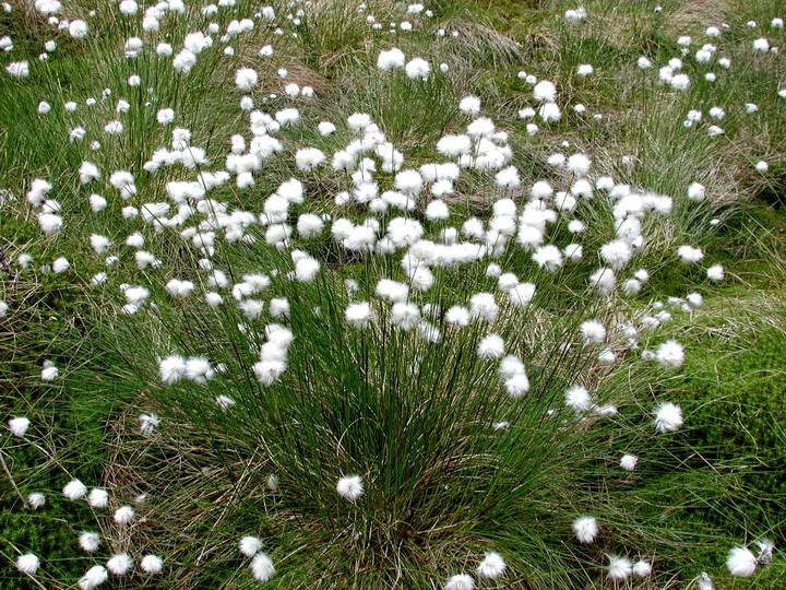 Eriophorum vaginatum