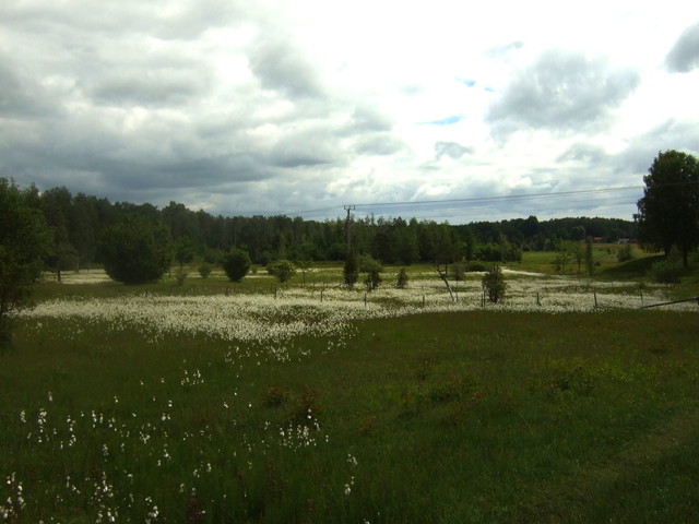 Eriophorum latifolium