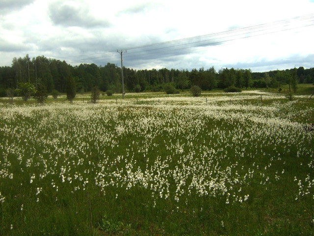 Eriophorum latifolium