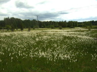 Eriophorum latifolium