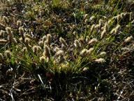 Carex montana