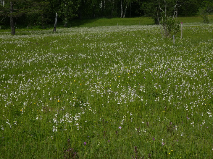 Eriophorum latifolium