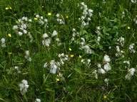 Eriophorum latifolium