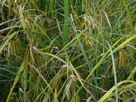 Carex pseudocyperus 