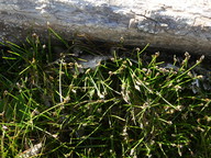 Eleocharis acicularis  