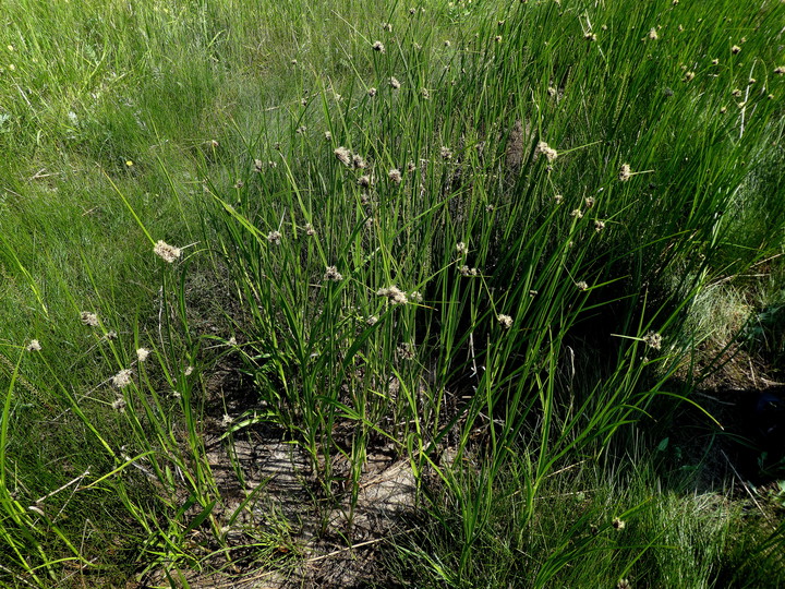 Bolboschoenus maritimus