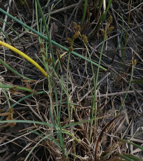 Carex mackenziei