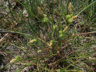 Carex extensa