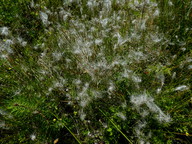 Scirpus hudsonianum