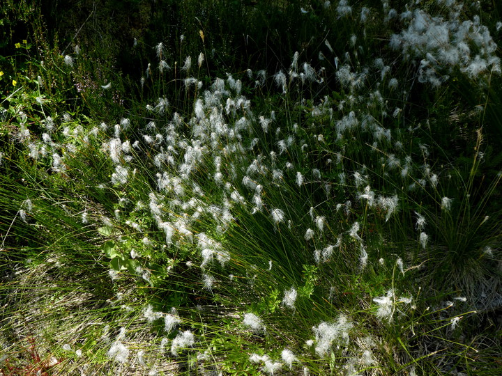 Scirpus hudsonianum