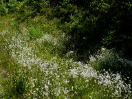 Scirpus hudsonianum