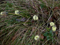 Eriophorum vaginatum