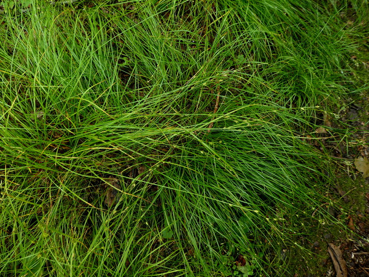 Carex remota