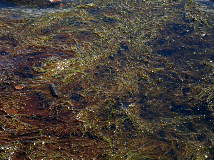 Isolepis fluitans