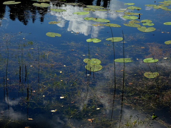 Isolepis fluitans