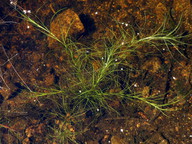 Isolepis fluitans