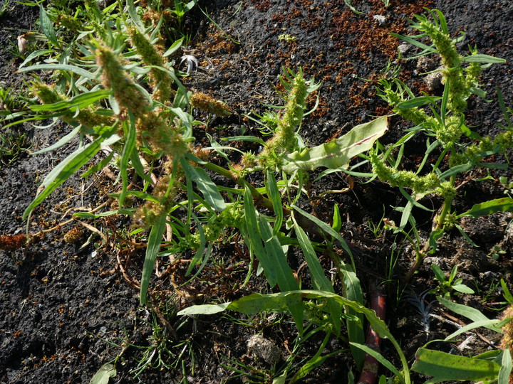 Rumex maritimus