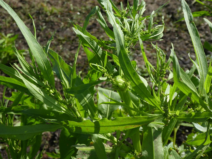 Rumex maritimus