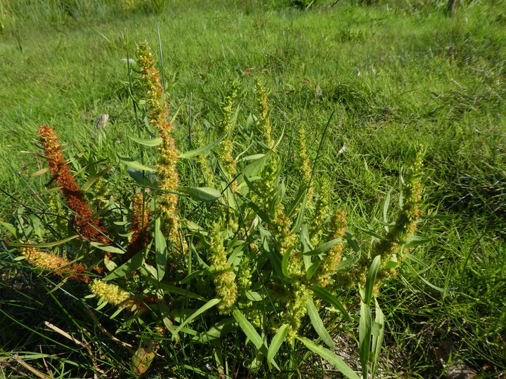 Rumex maritimus