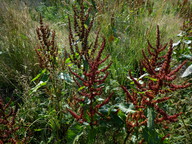 Rumex obtusifolius