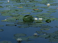 Nymphaea alba ssp. alba