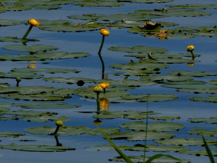 Nuphar lutea