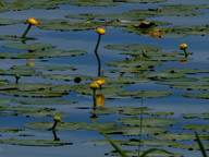 Nuphar lutea