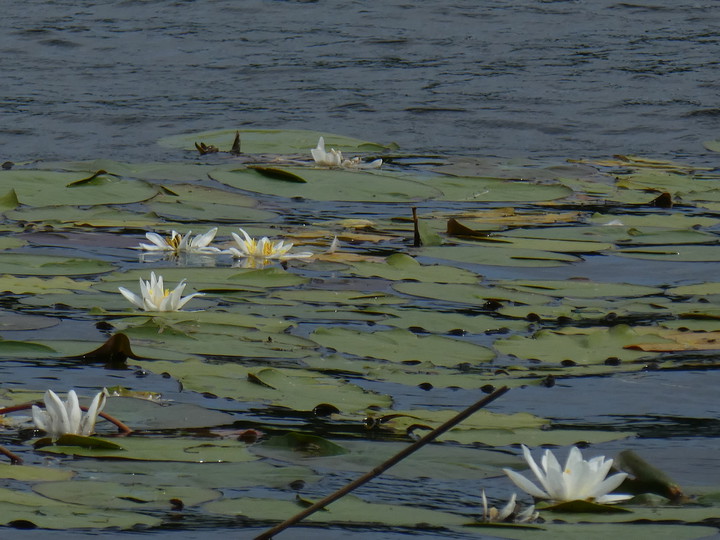 Nymphaea alba ssp. alba